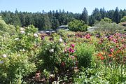 74 - Butchard Gardens  - IMG_1674